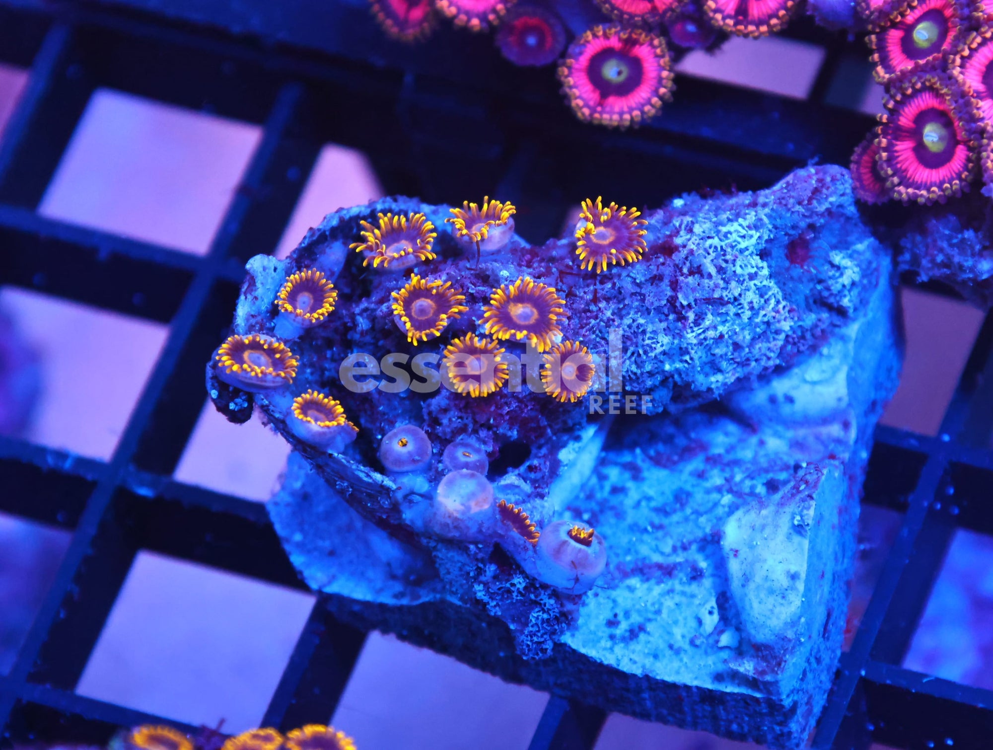 Watermarked - X96 - INDO BLACK HORNET ZOA