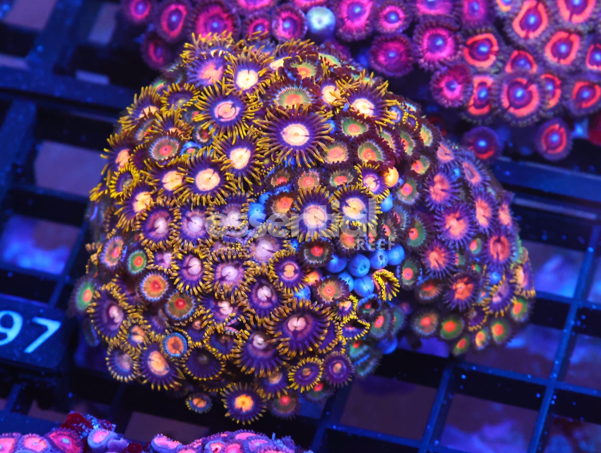 Watermarked - X97 - INDO COMBO ZOA ROCK