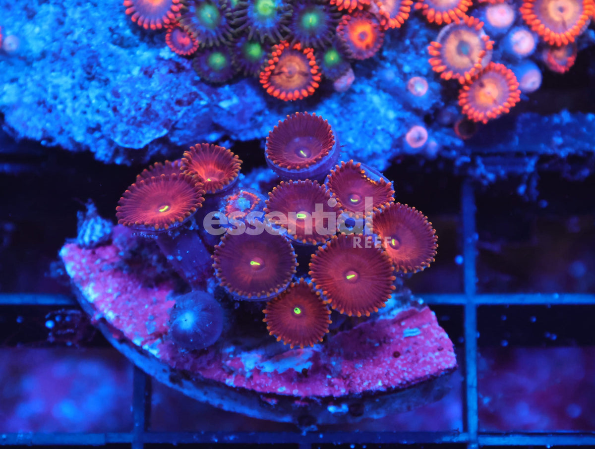 Watermarked - X98 - Indo Red People Eater Zoa