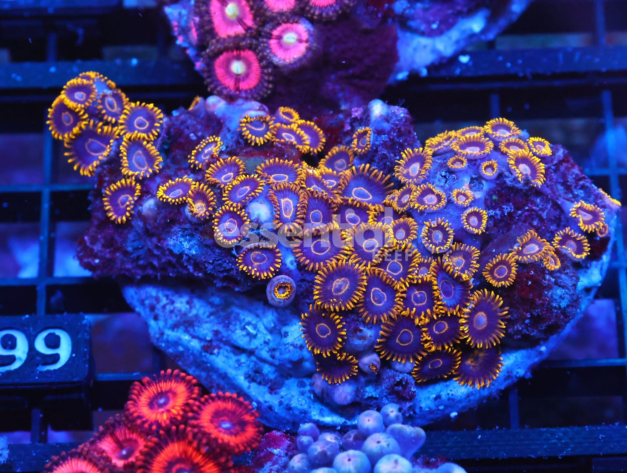Watermarked - X99 - INDO BLACK HORNET ZOA